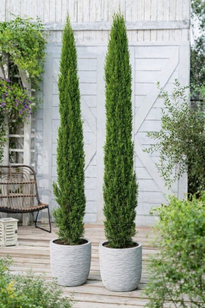 Cupressus sempervirens Totem